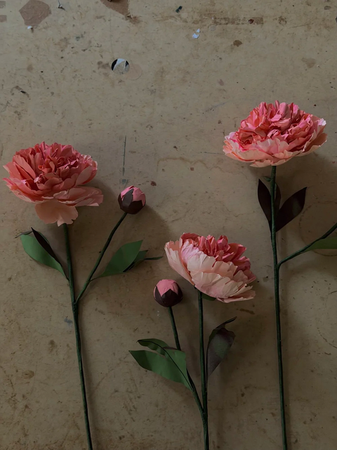 Wax Paper Flower — Chinese Peony ‘Grandiflora’